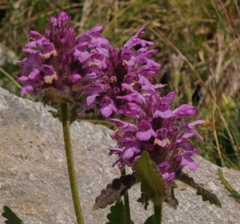 Betonica hirsuta (=Stachys pradica) / Betonica densiflora